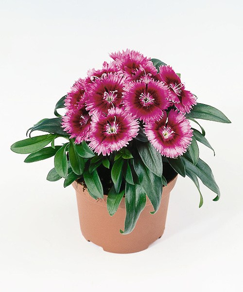 248.310 Dianthus Chiba purple picotee